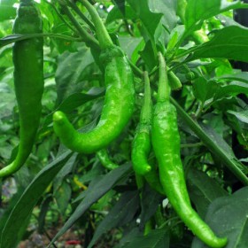 CA3C1114